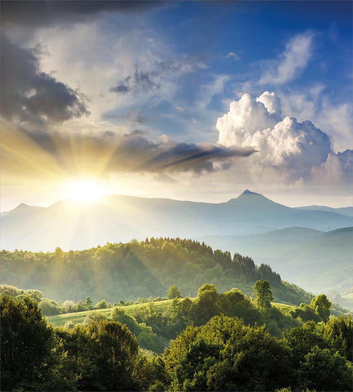 Sunrise Woodland — Pattern
