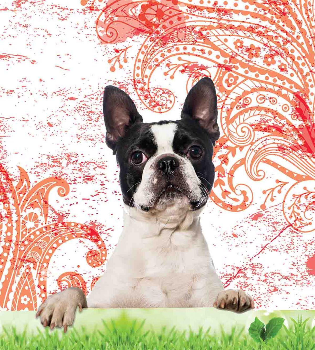 Pet Animal on Swirls — Pattern