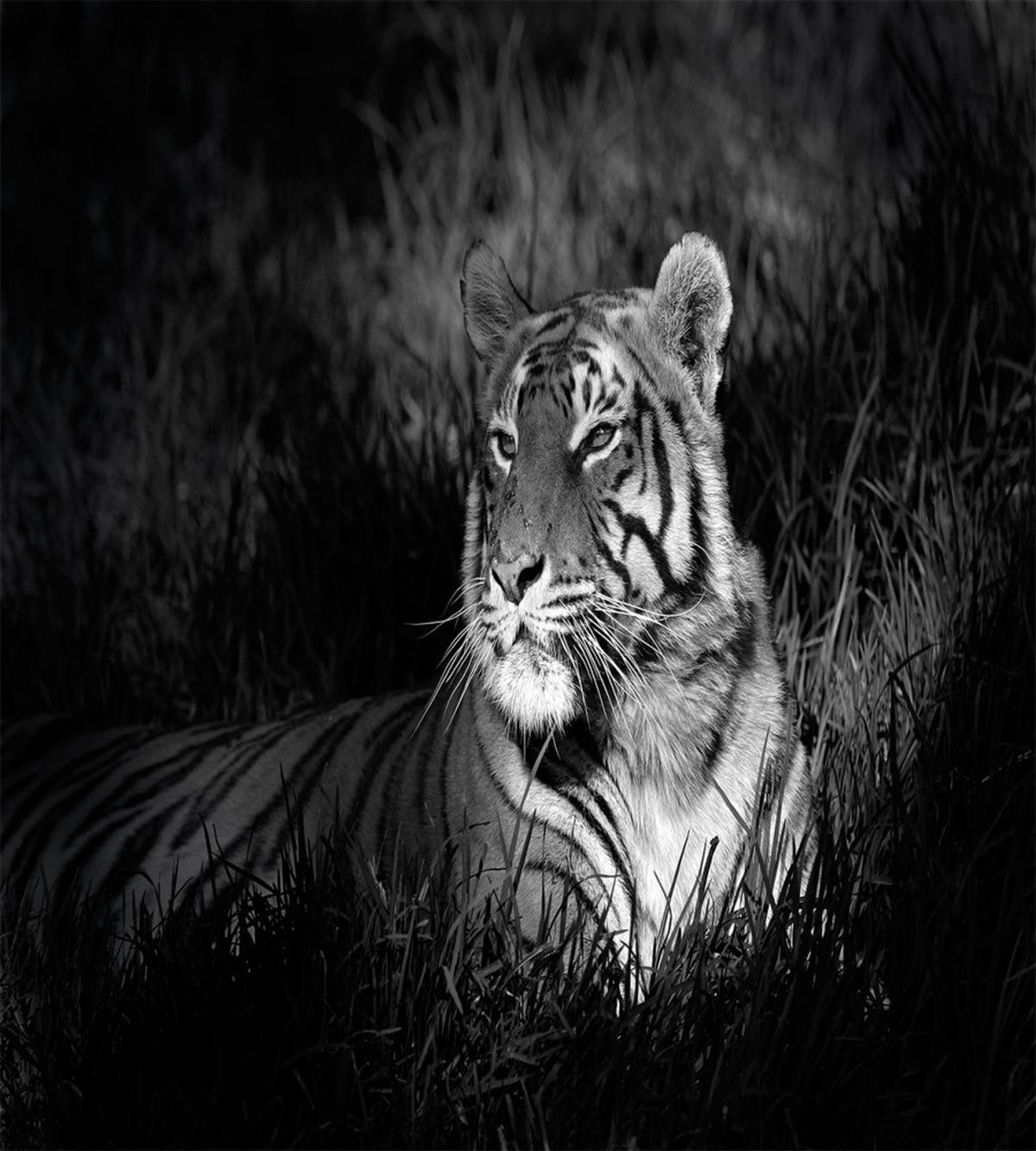 Bengal Tiger — Pattern