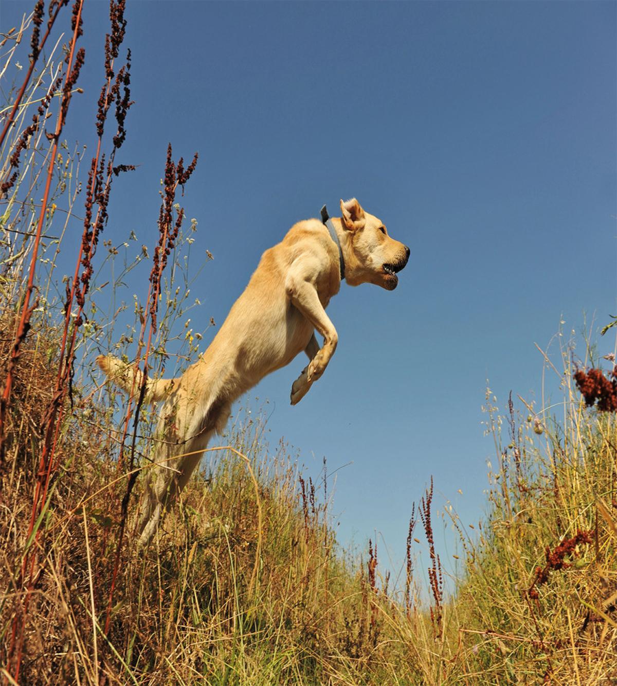Purebred Labrador — Pattern