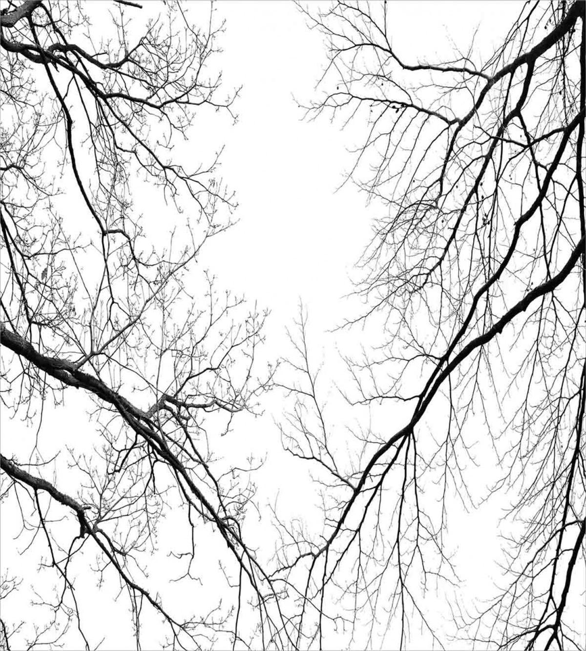 Leafless Scary Branches — Pattern