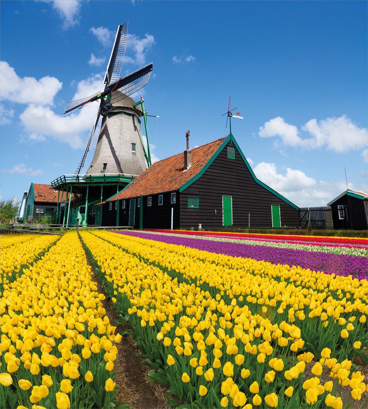 Dutch Tulips Country — Pattern
