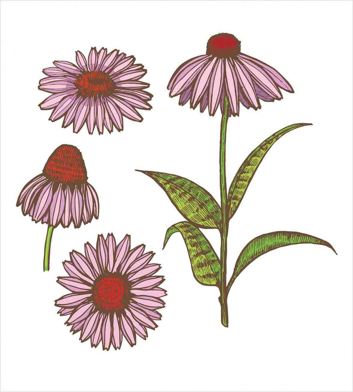 Coneflower Herbs — Pattern