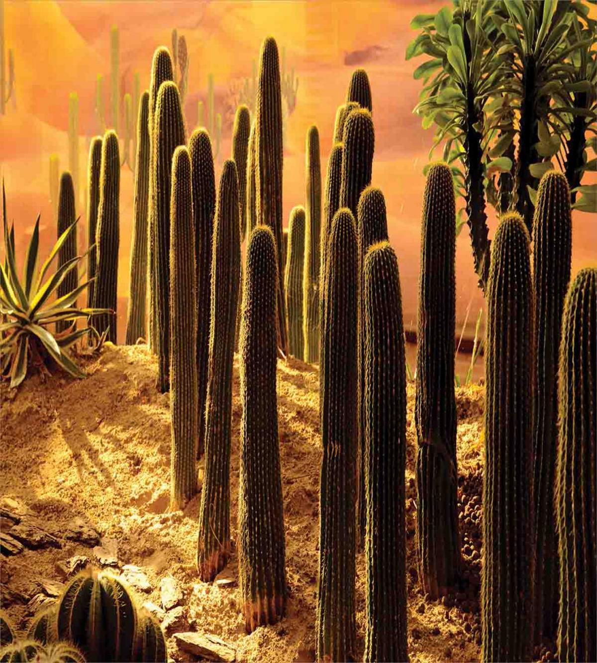 Sunset in Wild Desert — Pattern