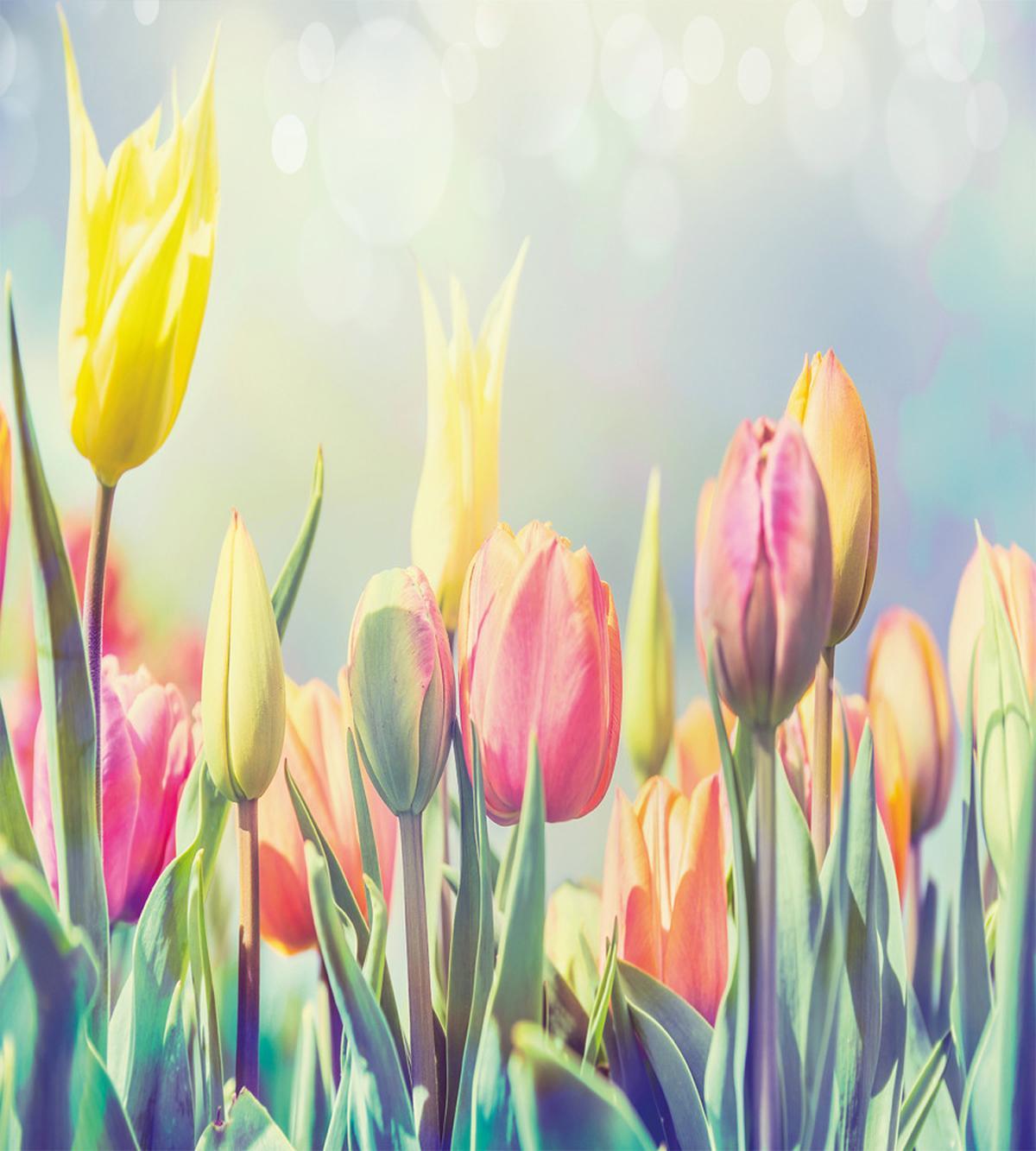 Tulips Flower Bed Park — Pattern