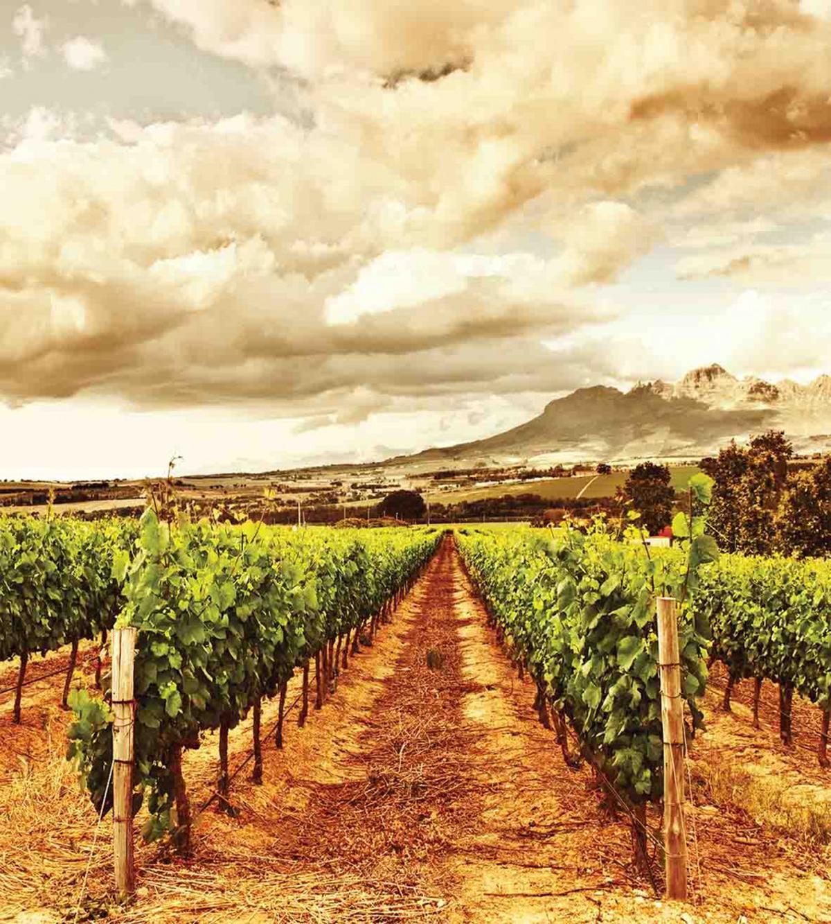 Cloudy Vineyard in Fall — Pattern