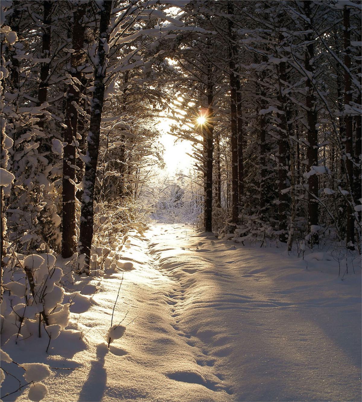 Christmas Snow Forest — Pattern