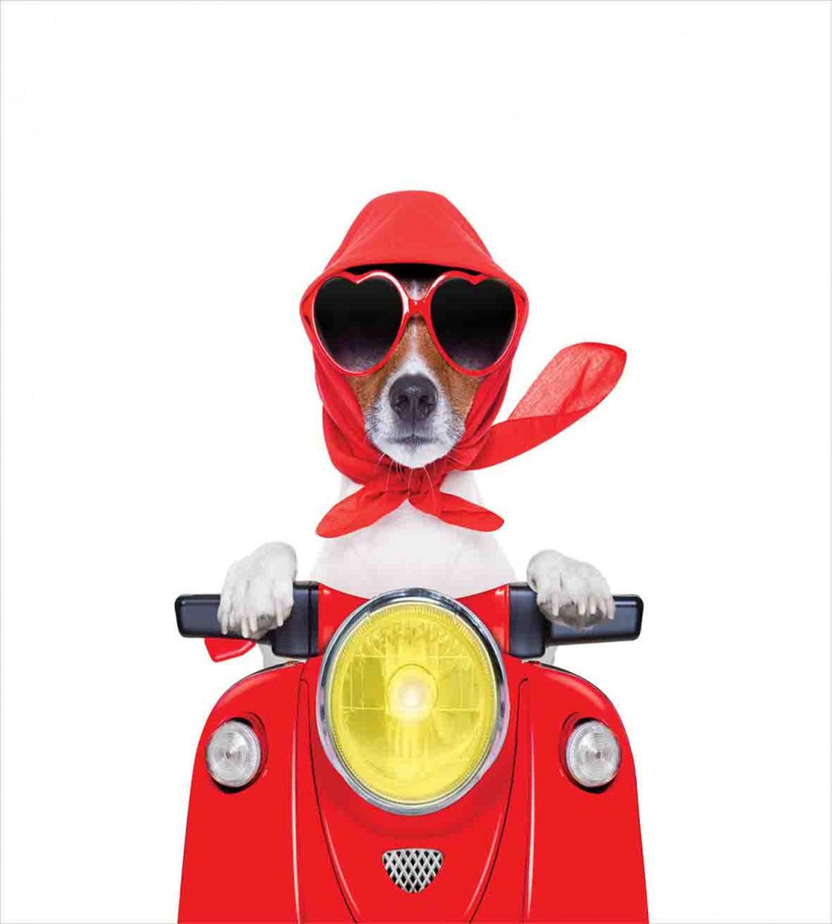 Canine with Scarf — Pattern