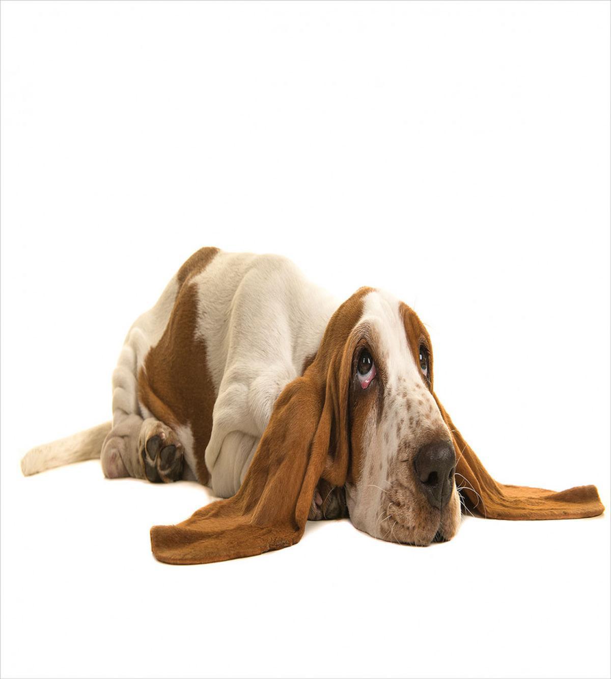 Long Eared Dog — Pattern