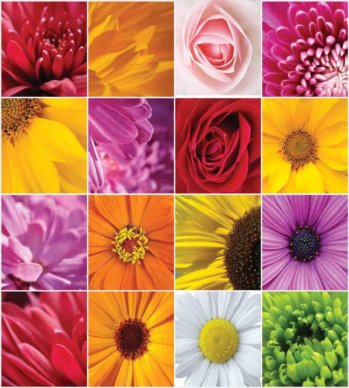 Colorful Flowers Rose — Pattern