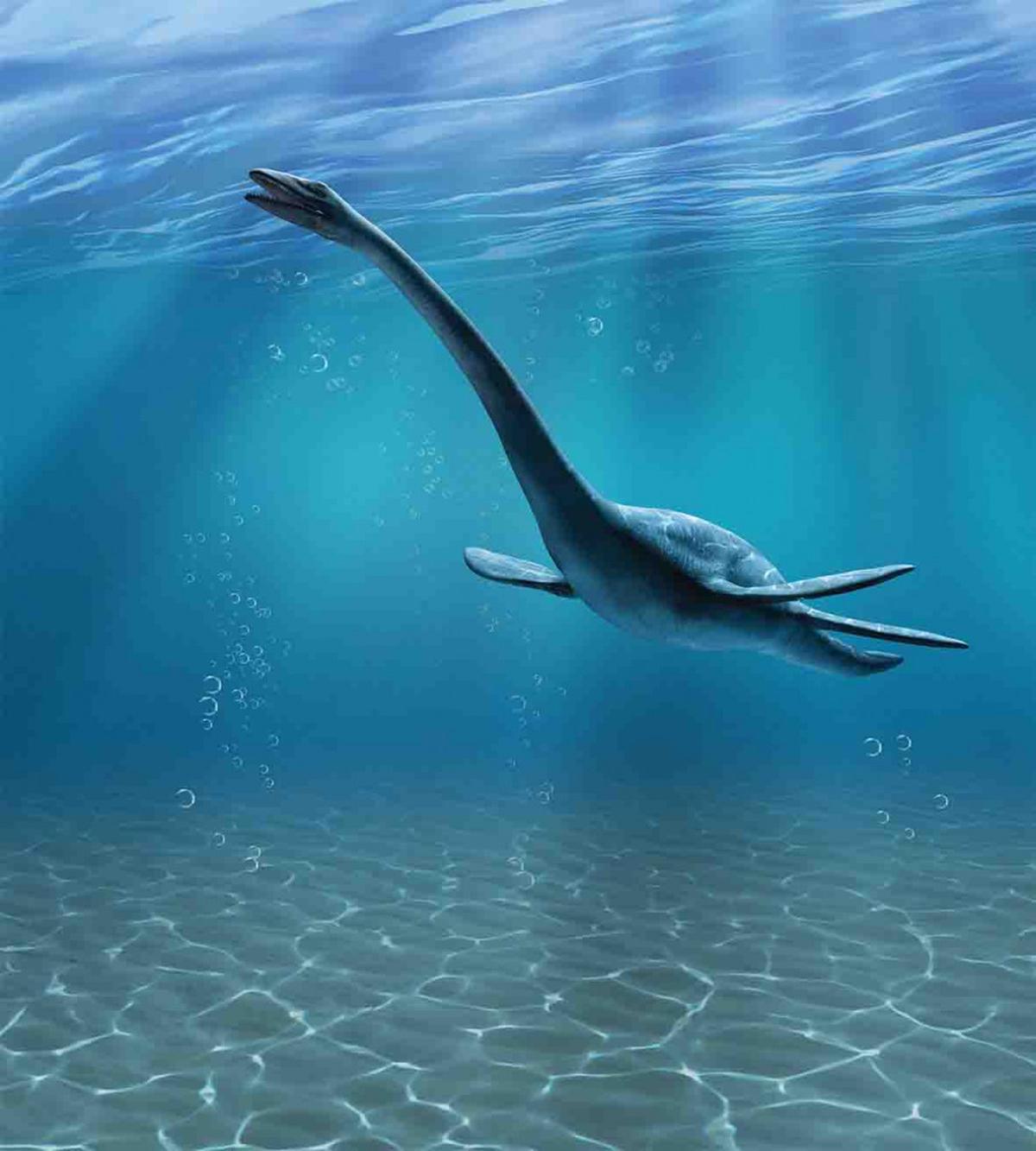 Aquatic Dinosaur — Pattern