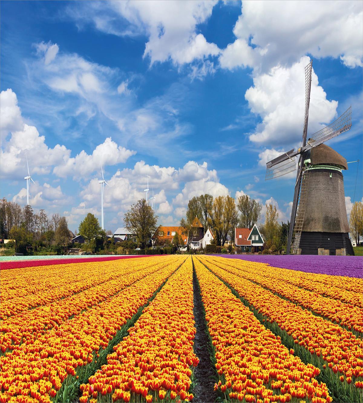 Rustic Holland Houses — Pattern