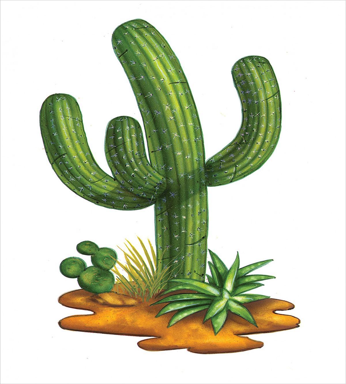 Arid Climate Saguaro — Pattern