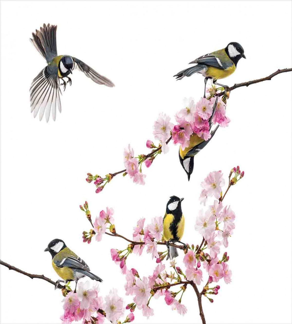 Flowers Hummingbirds — Pattern