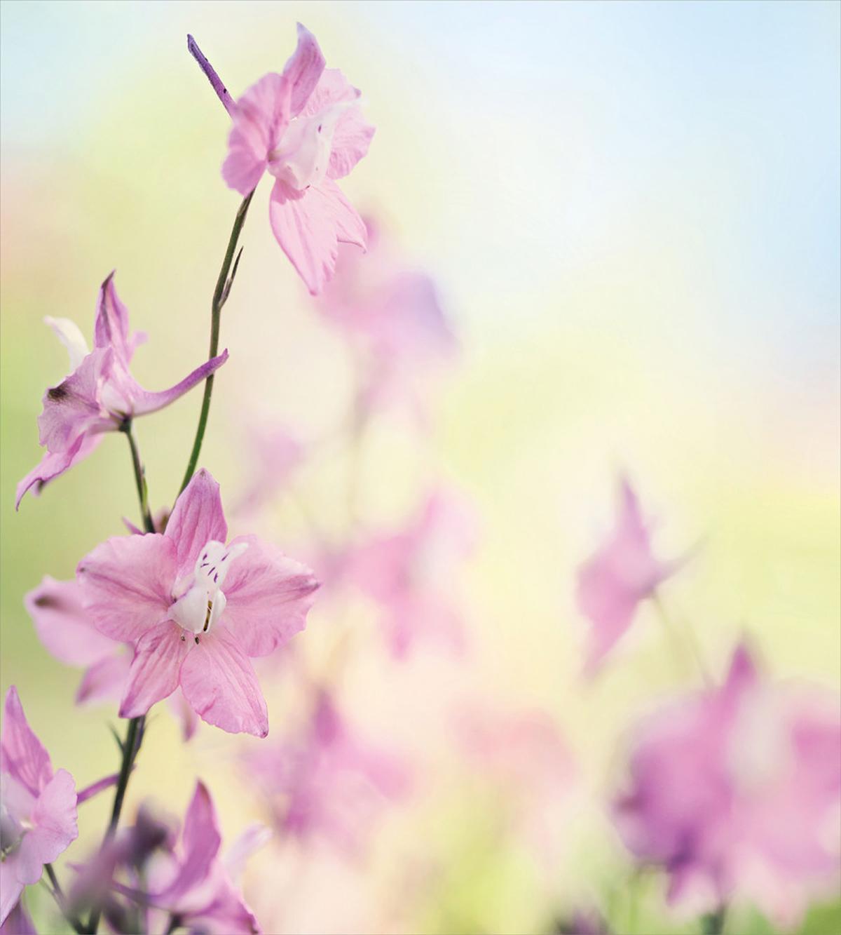 Larkspur Petals Summer — Pattern