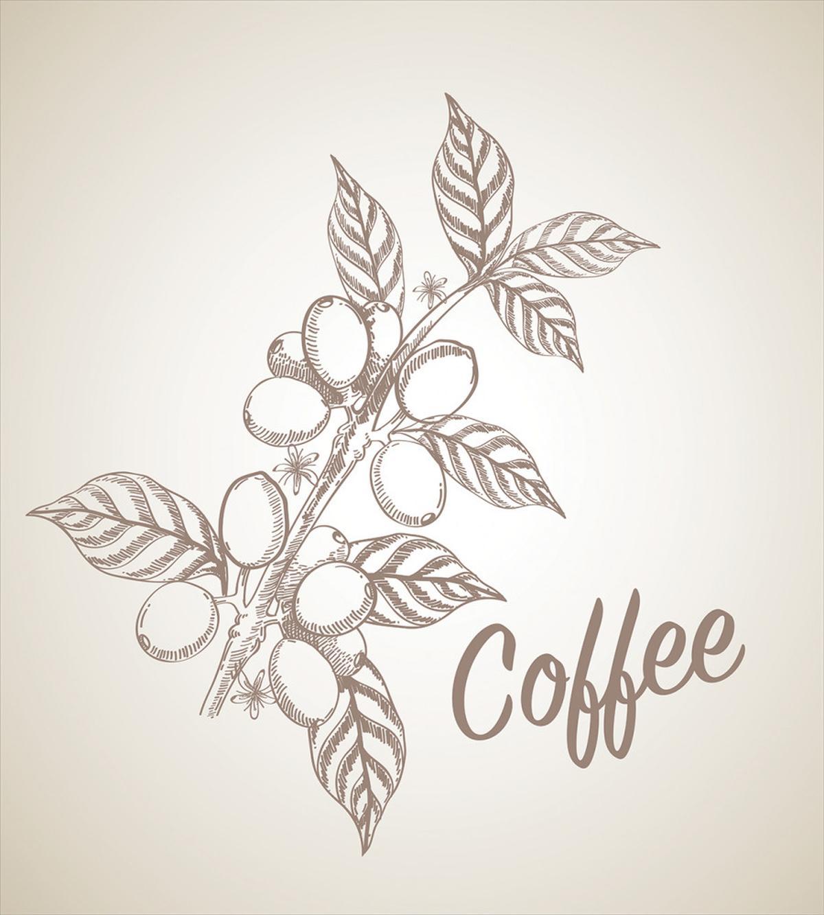 Sketch Style Coffee — Pattern