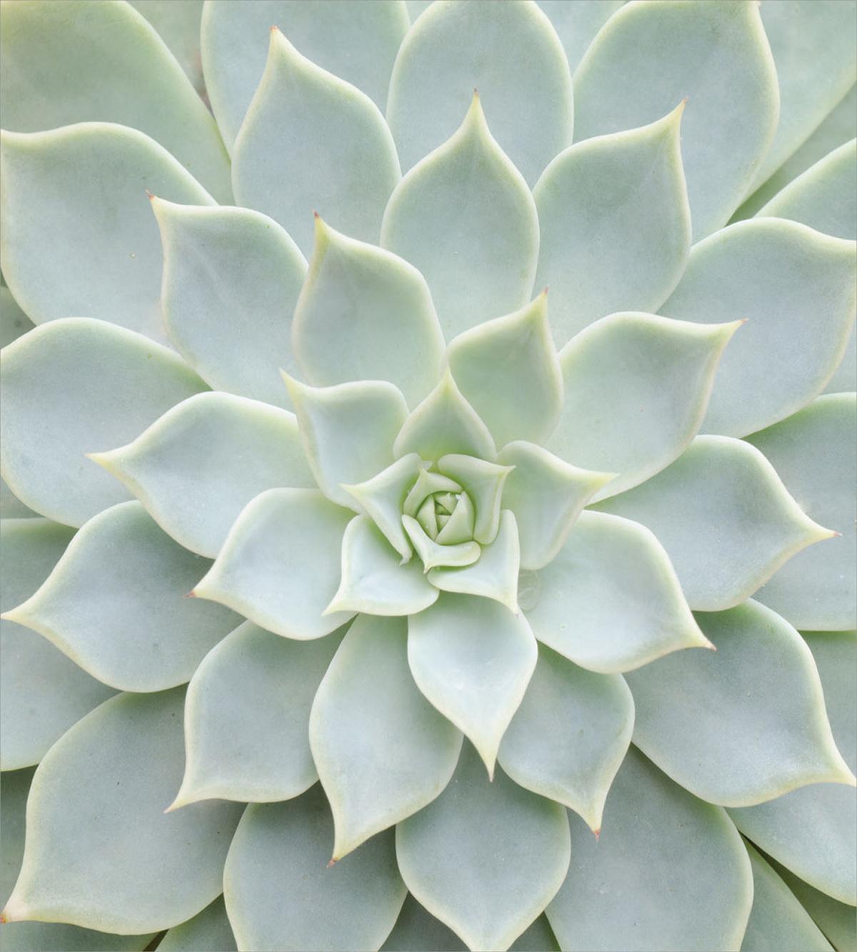 Cactus Flowers Photo — Pattern