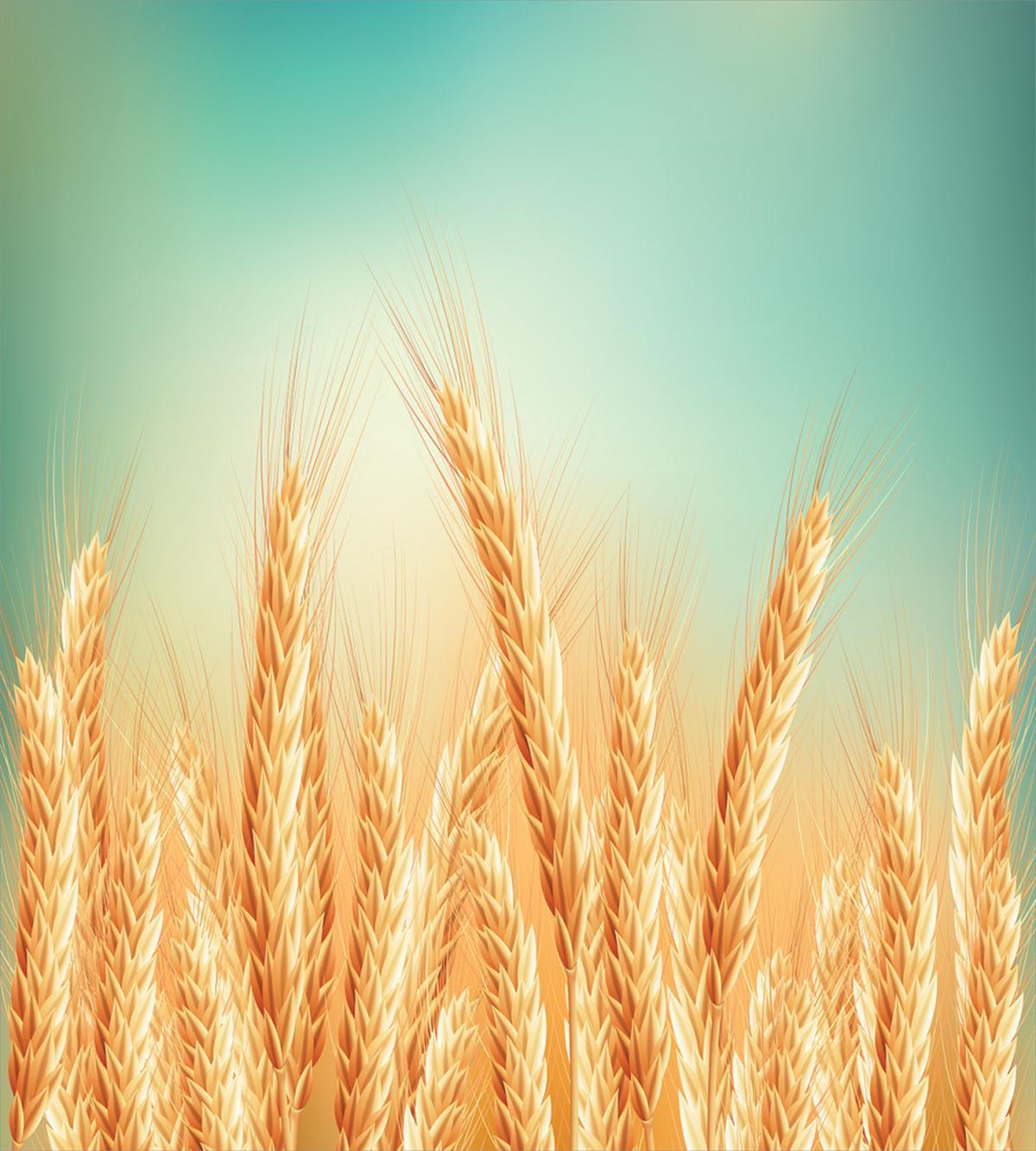 Wheat Field Blue Sky — Pattern