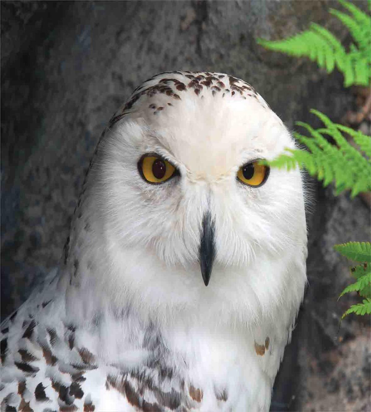 Magician Pet White Owl — Pattern