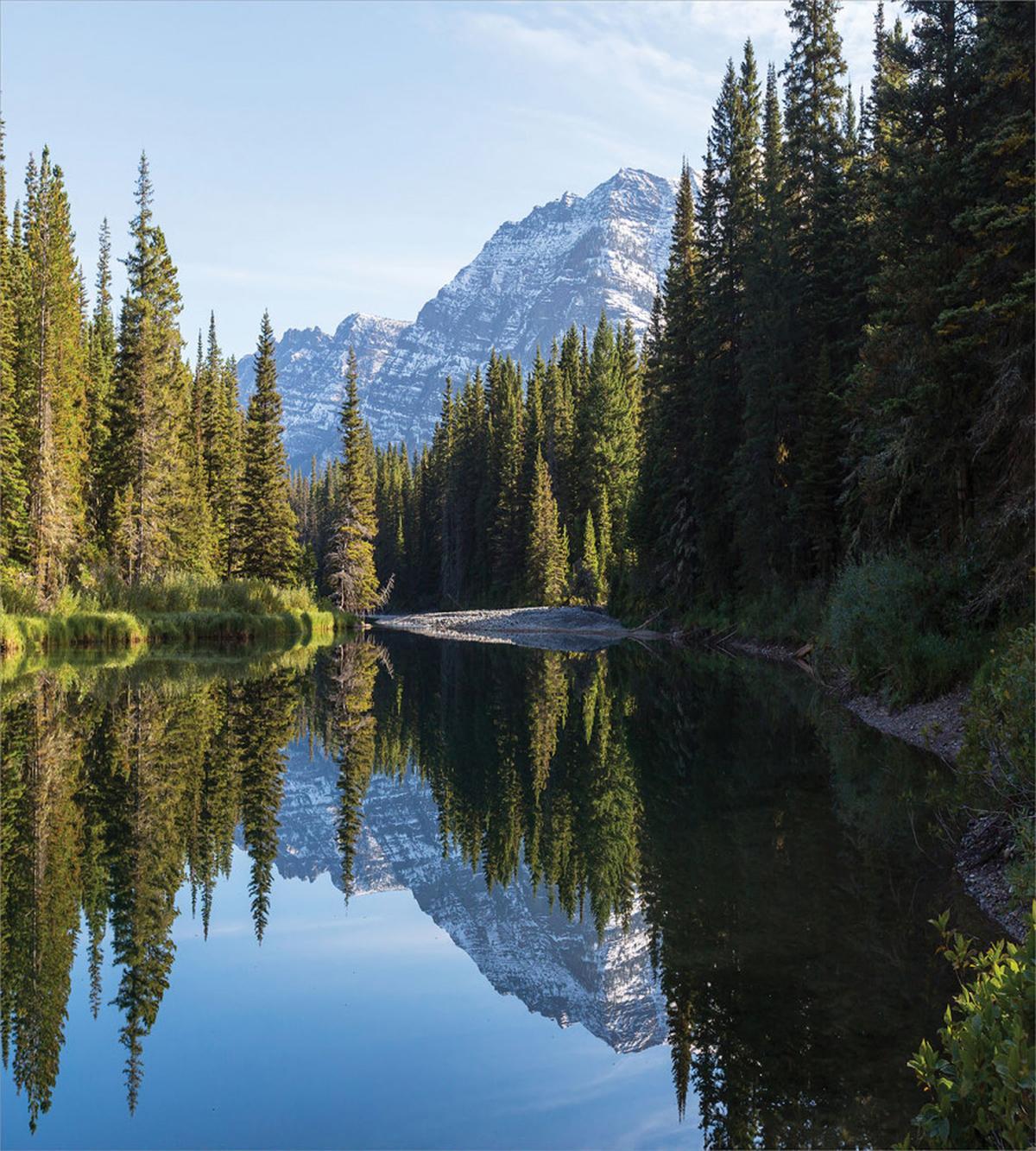 Fir Tree Reflections on Lake — Pattern