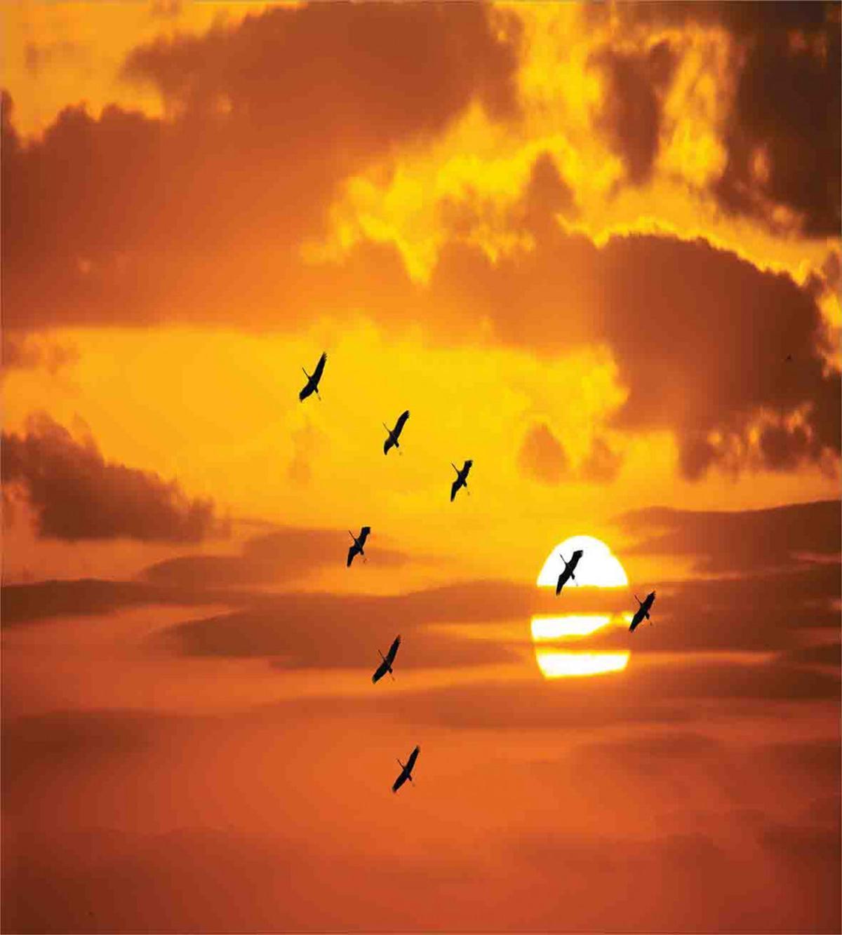 Birds Flying at Sunset — Pattern
