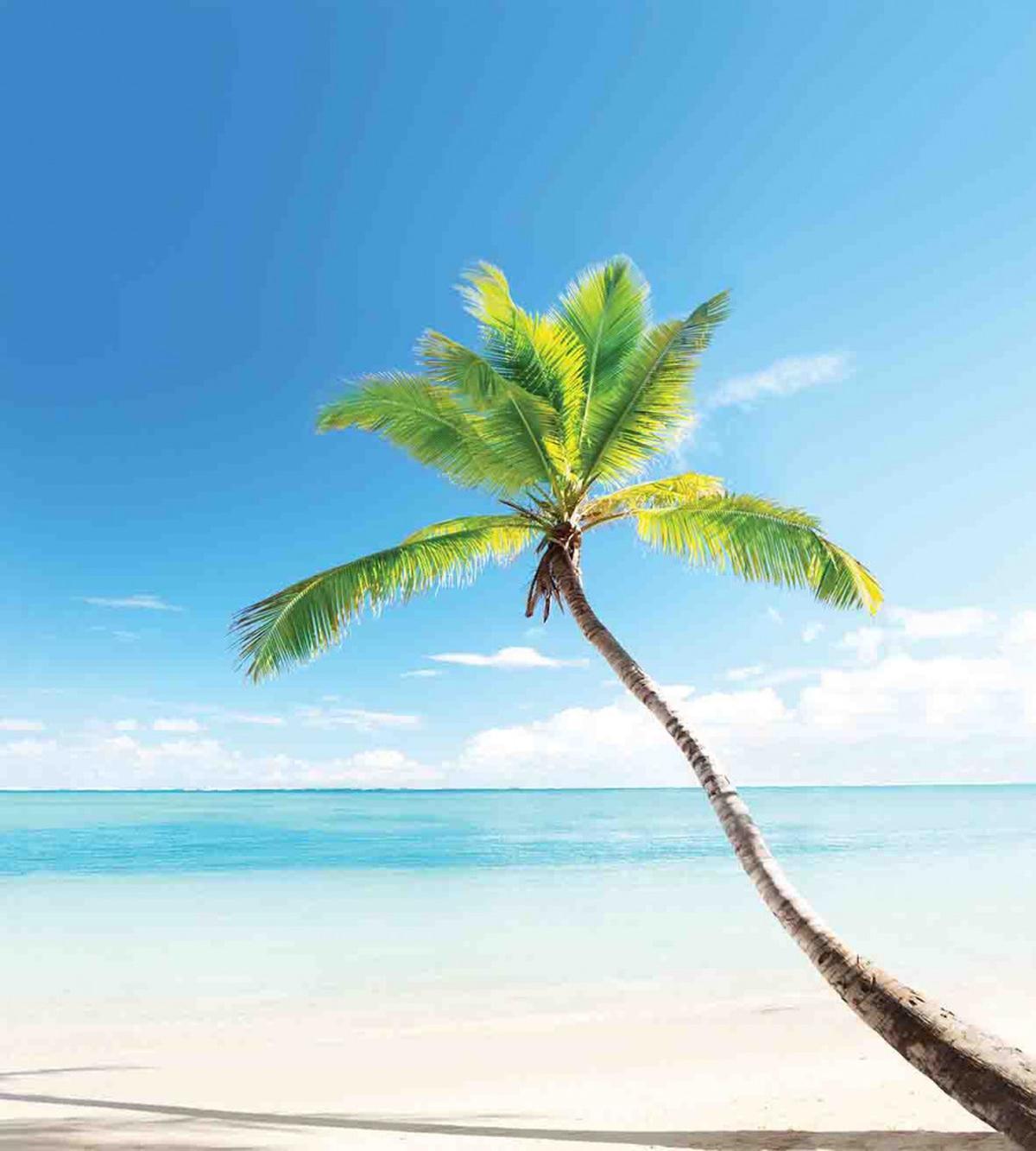 Palm Trees on Caribbean — Pattern