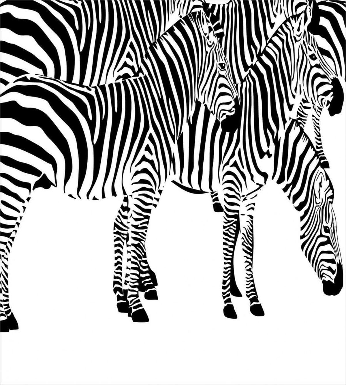 Wild Zebras — Pattern