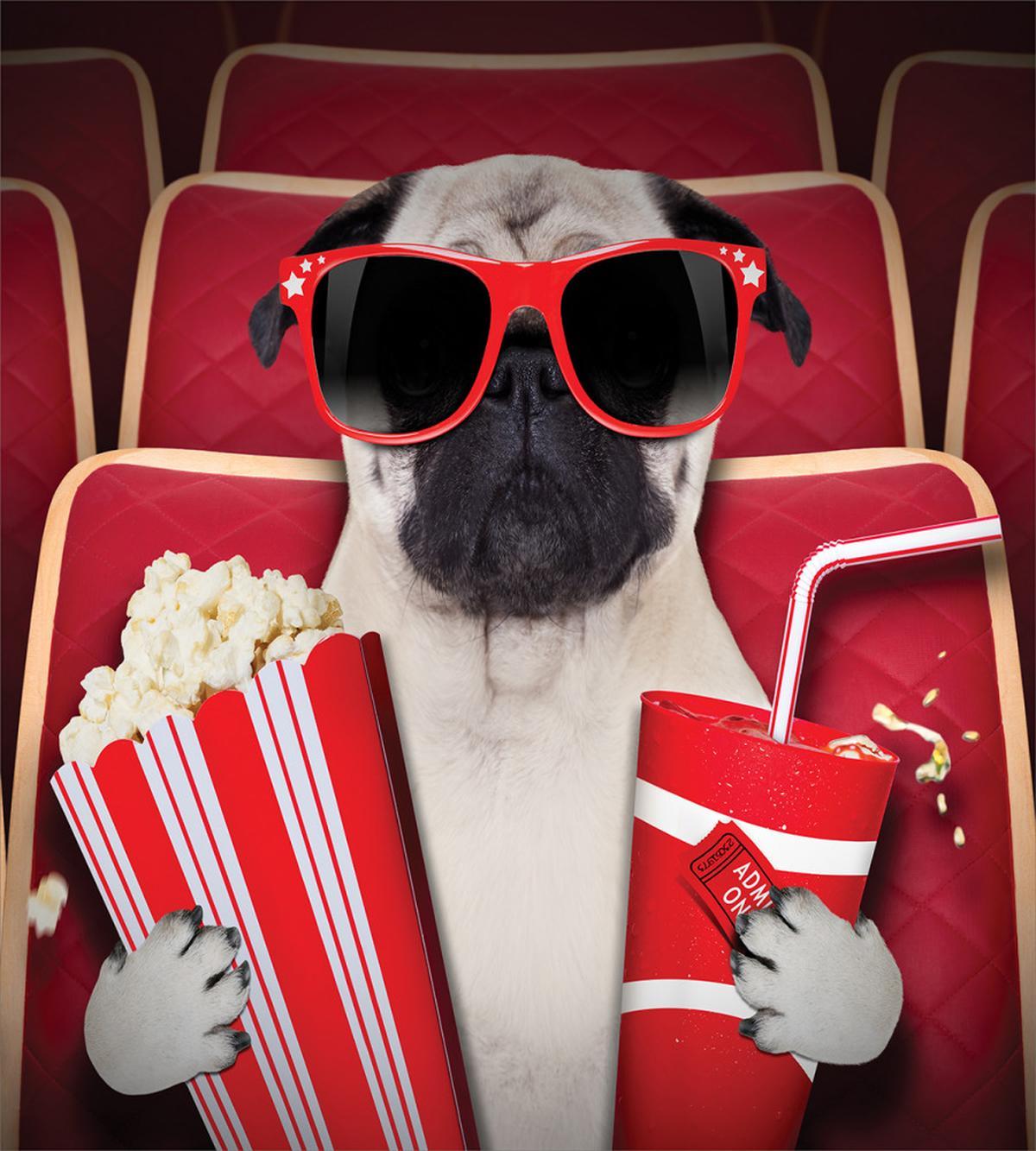 Dog Watching Movie Popcorn — Pattern