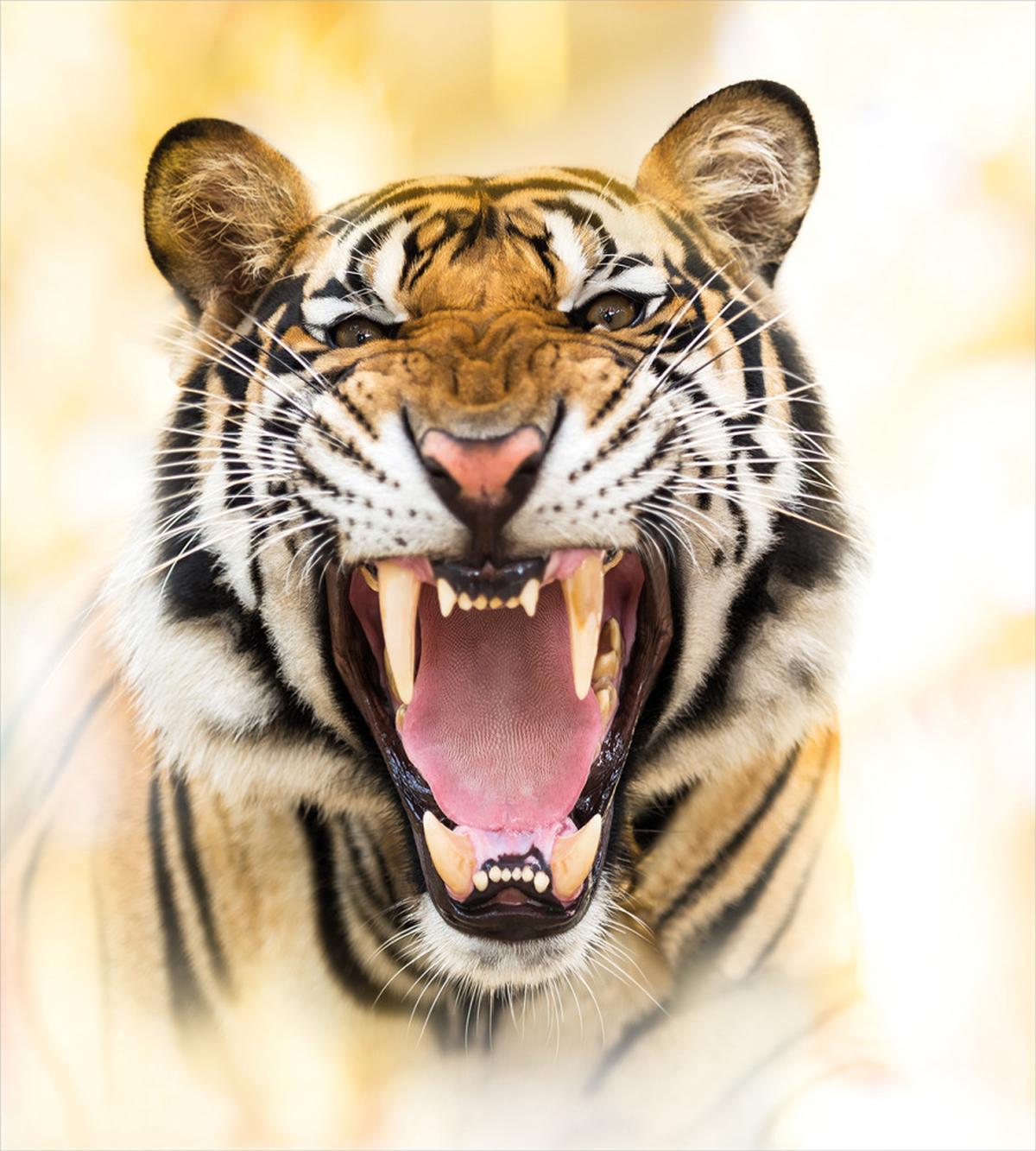Young Panthera Growling — Pattern