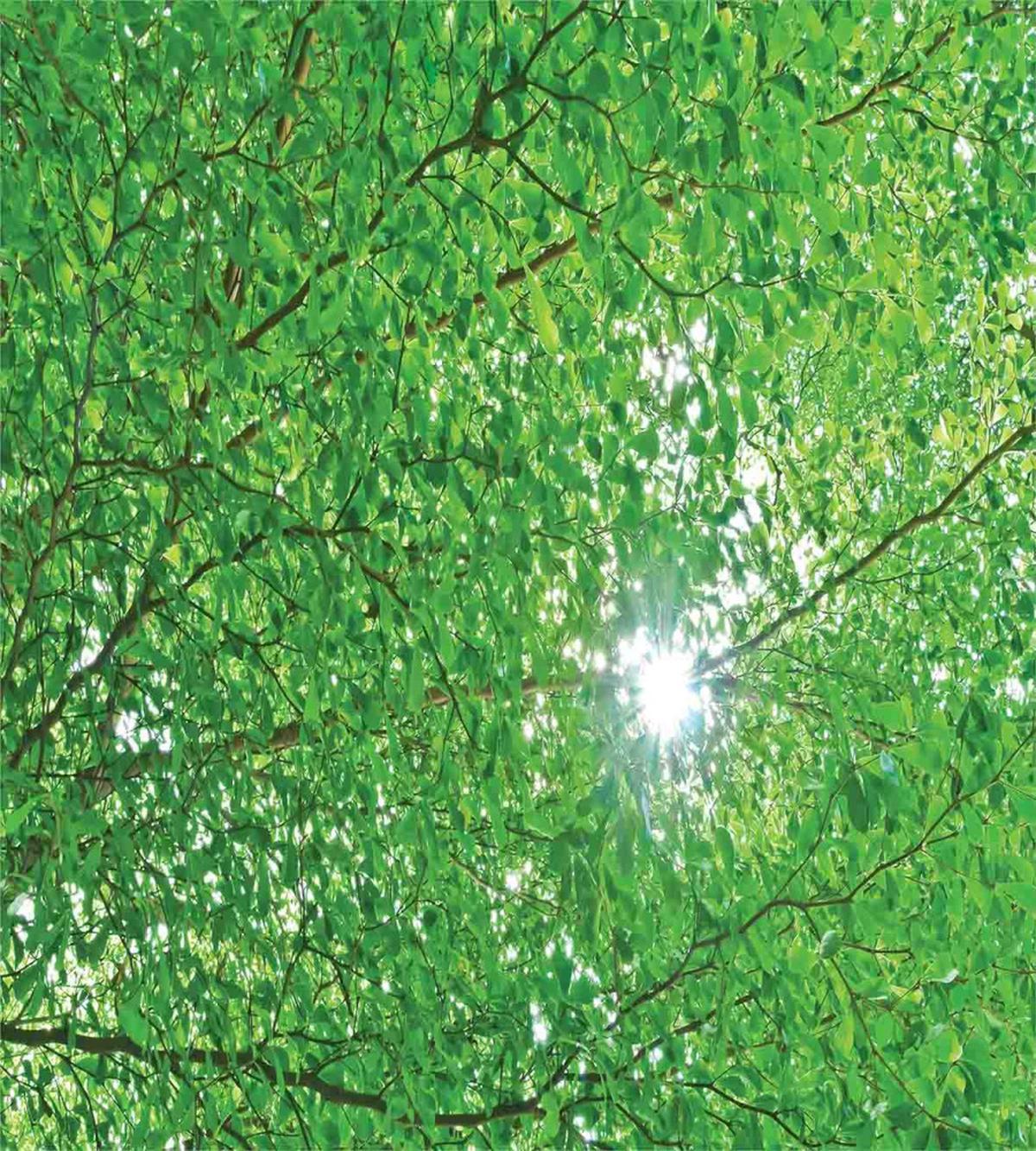 Sun with Tree Branches — Pattern