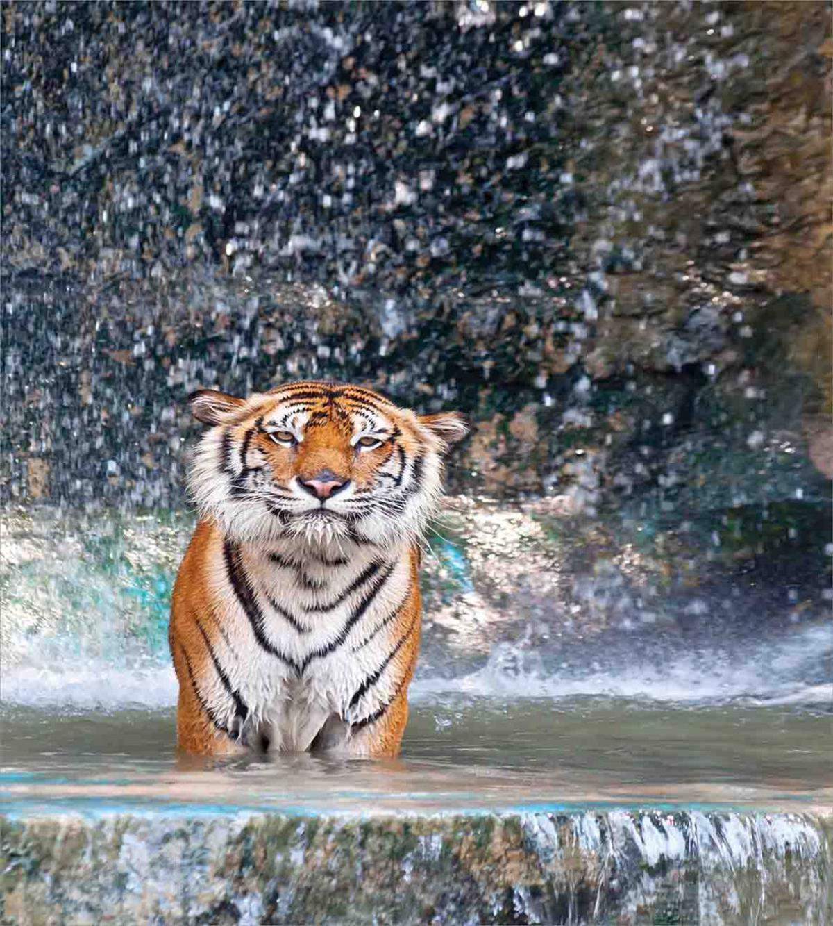 Exotic Wildlife Nature — Pattern