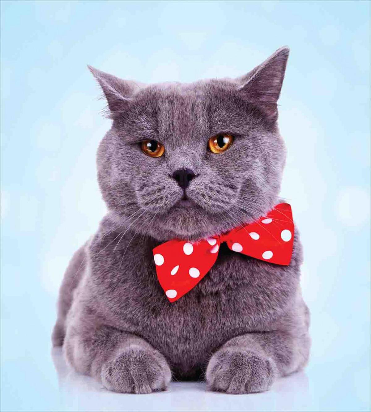 Grey Scottish Fold Theme — Pattern