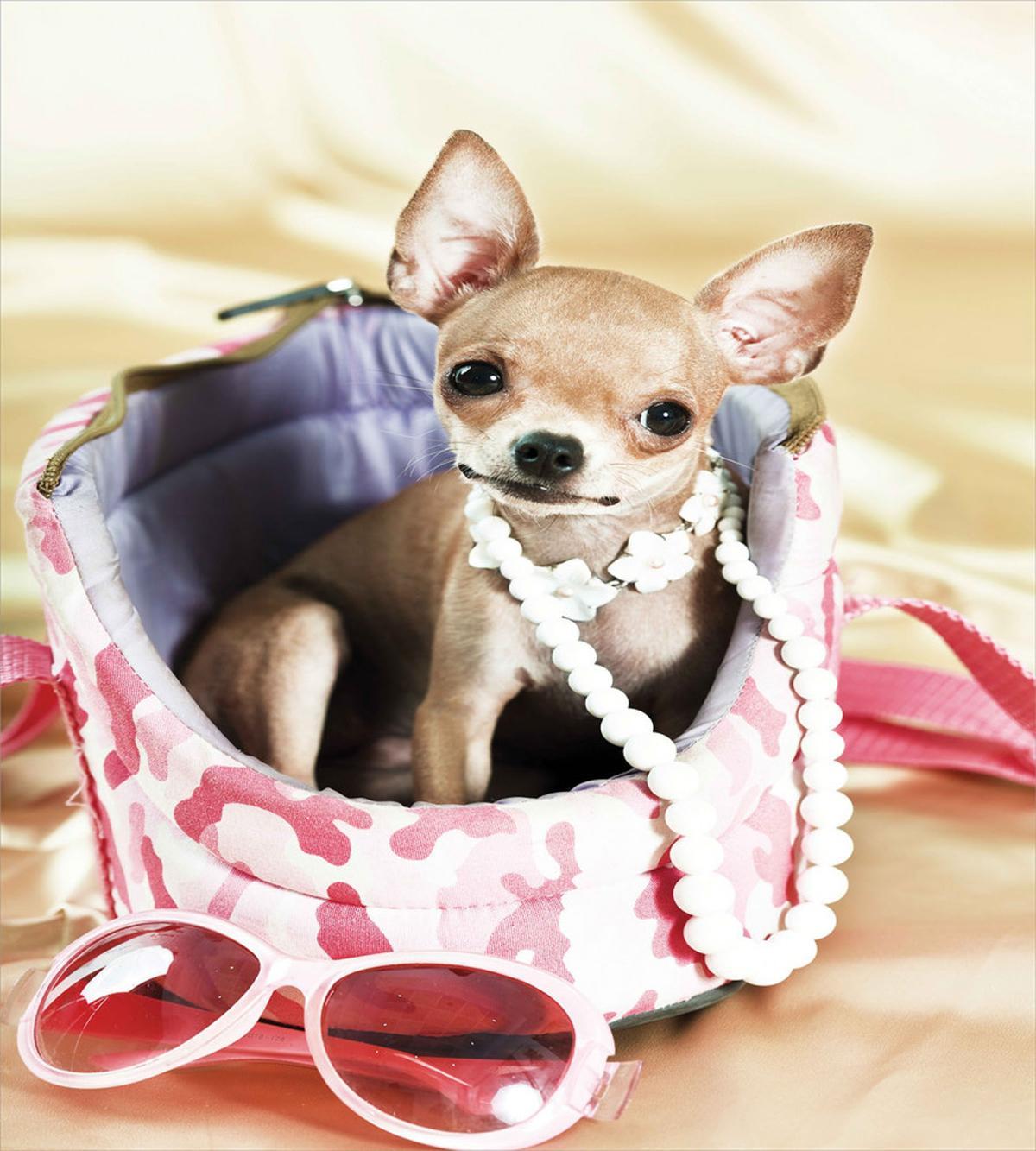 Funny Sassy Fashion Dog — Pattern