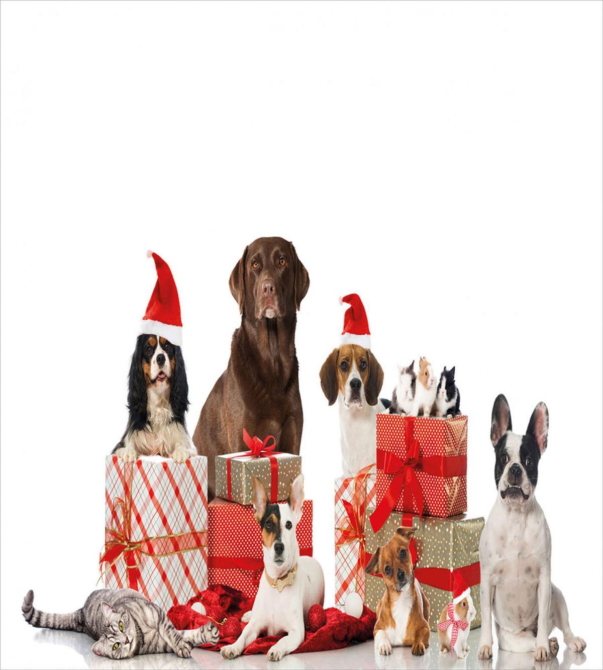 Pets Surprise Boxes — Pattern