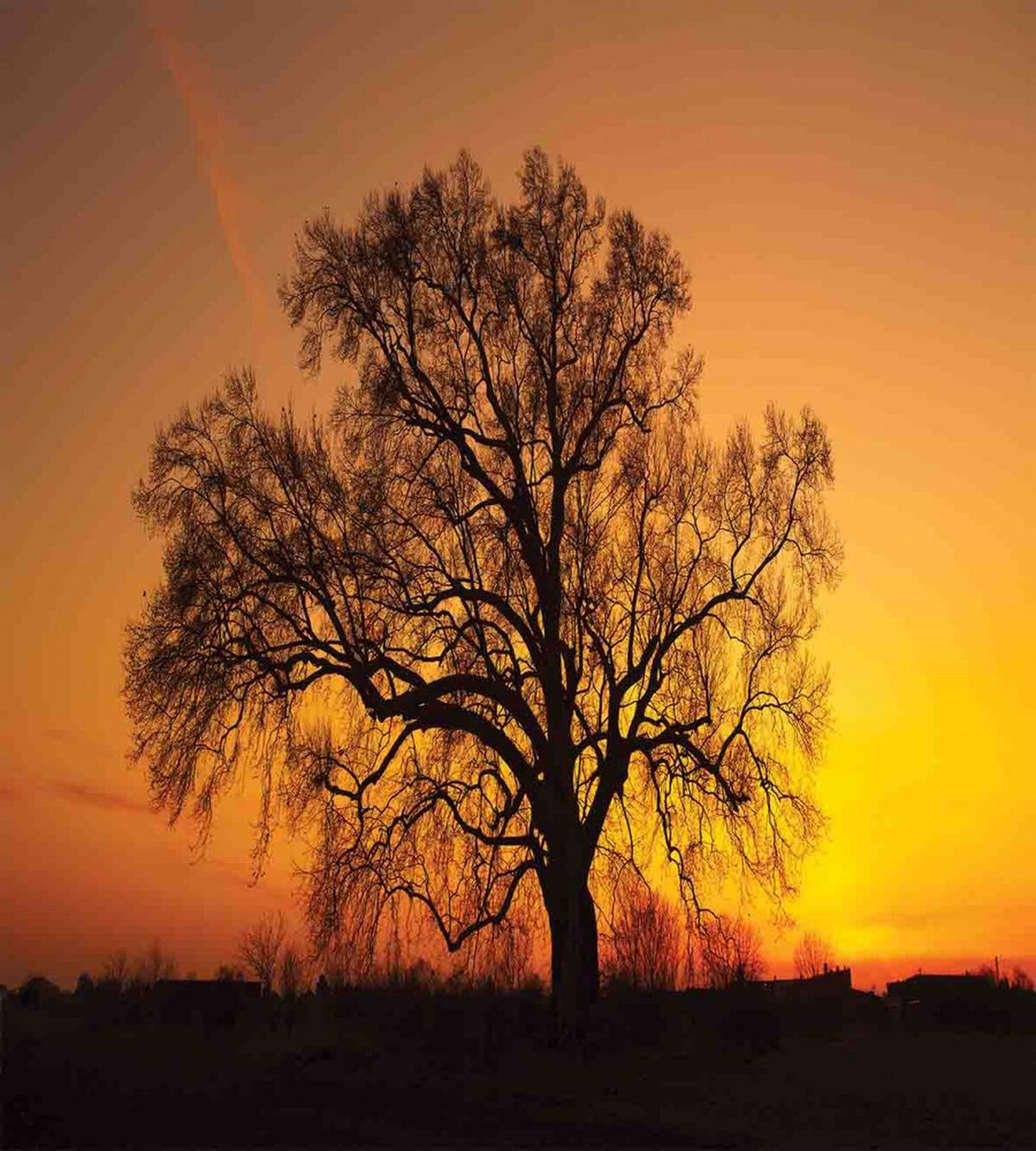 Old Oak at Sunset View — Pattern