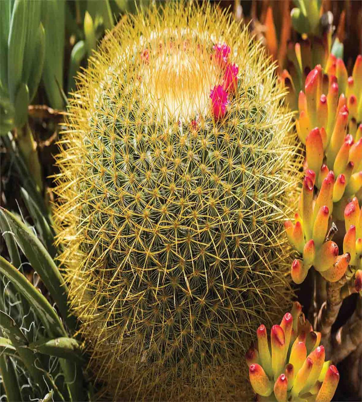 Cactus Plant with Spikes — Pattern