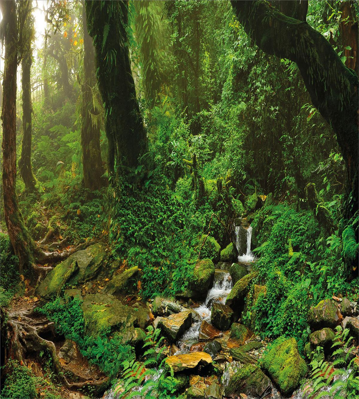 Rainforest Trees Nepal — Pattern