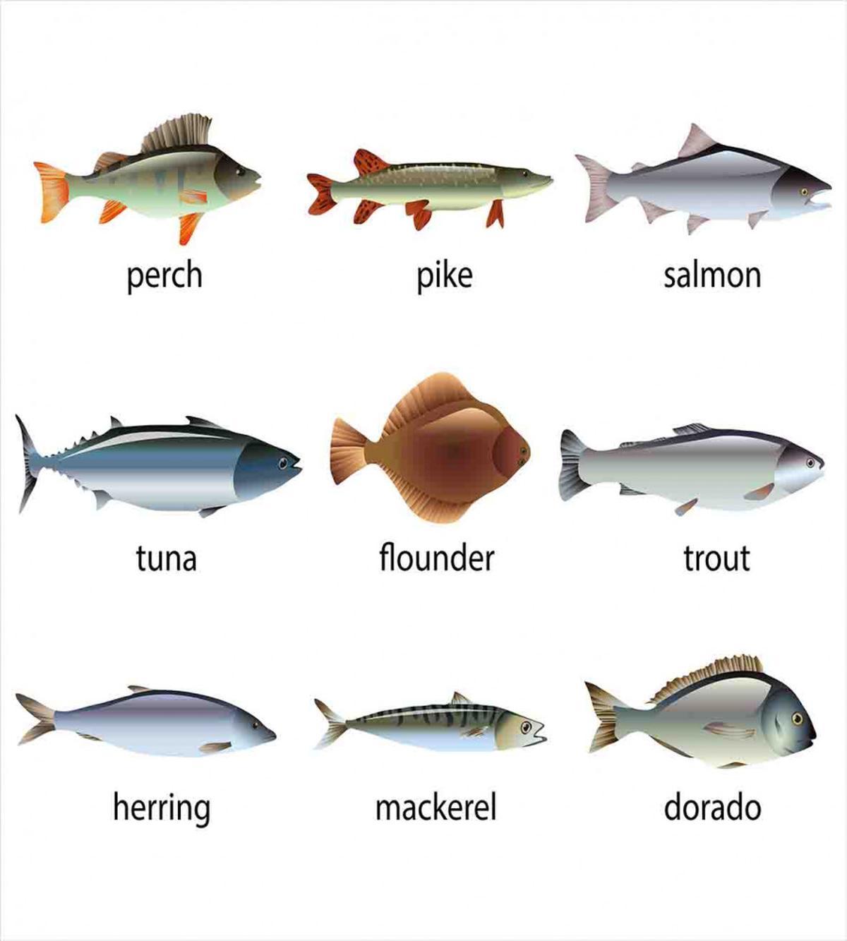 Aquatic Animal Composition — Pattern