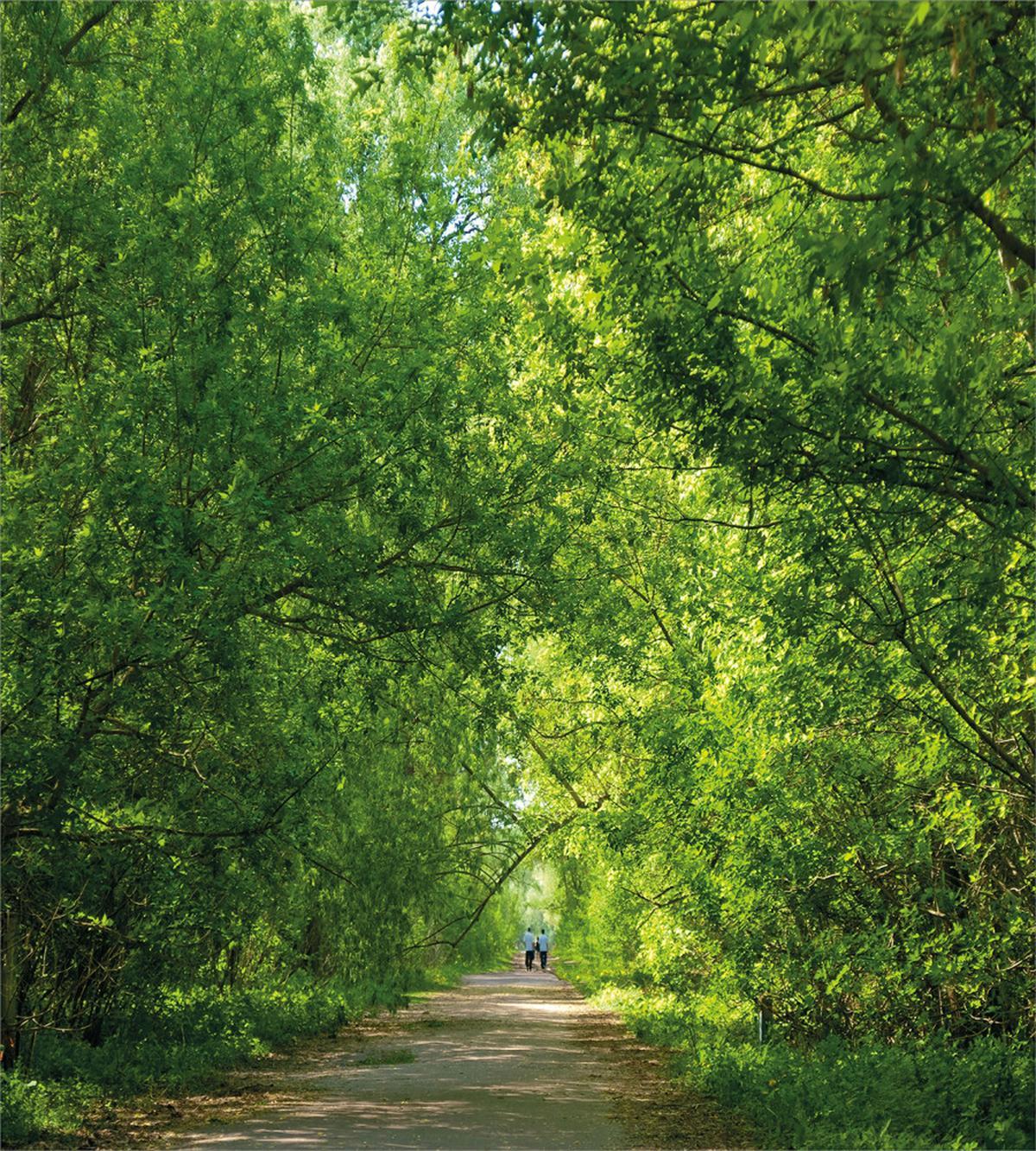Fresh Canopy Forest — Pattern