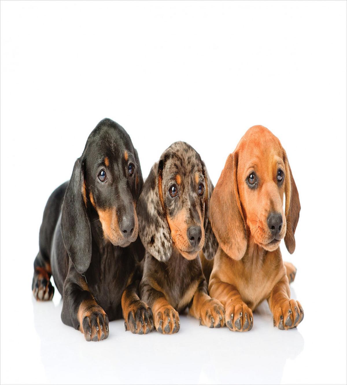 Puppies Lying Together — Pattern