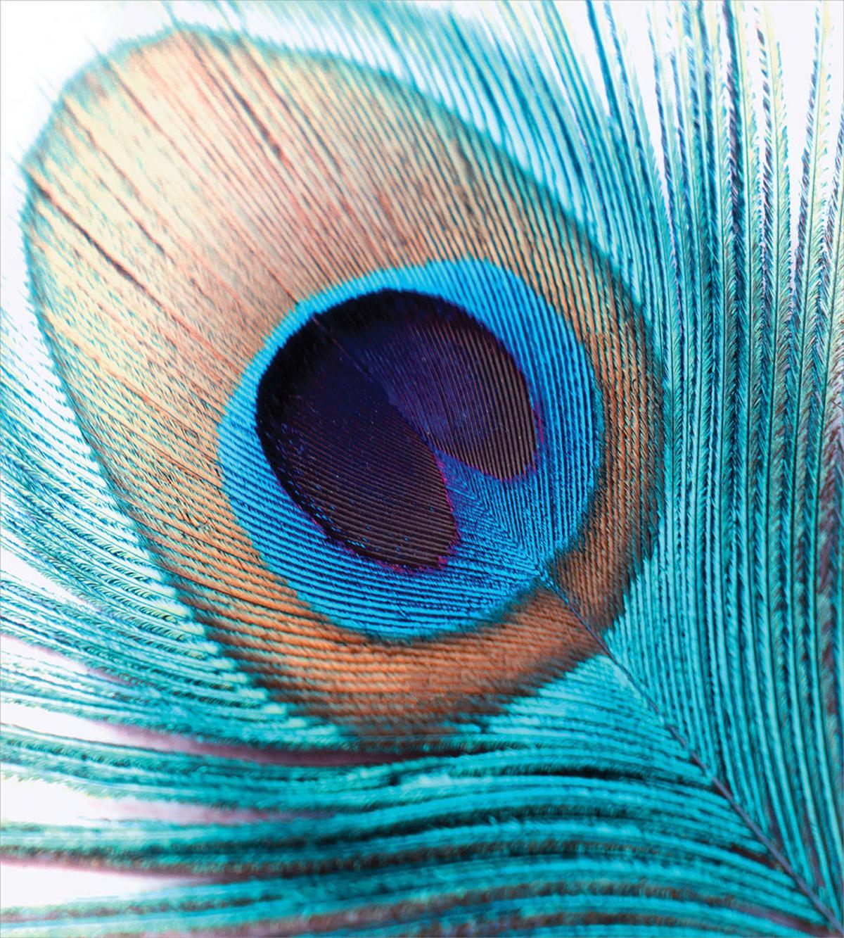 Close up Peacock Fluff Art — Pattern