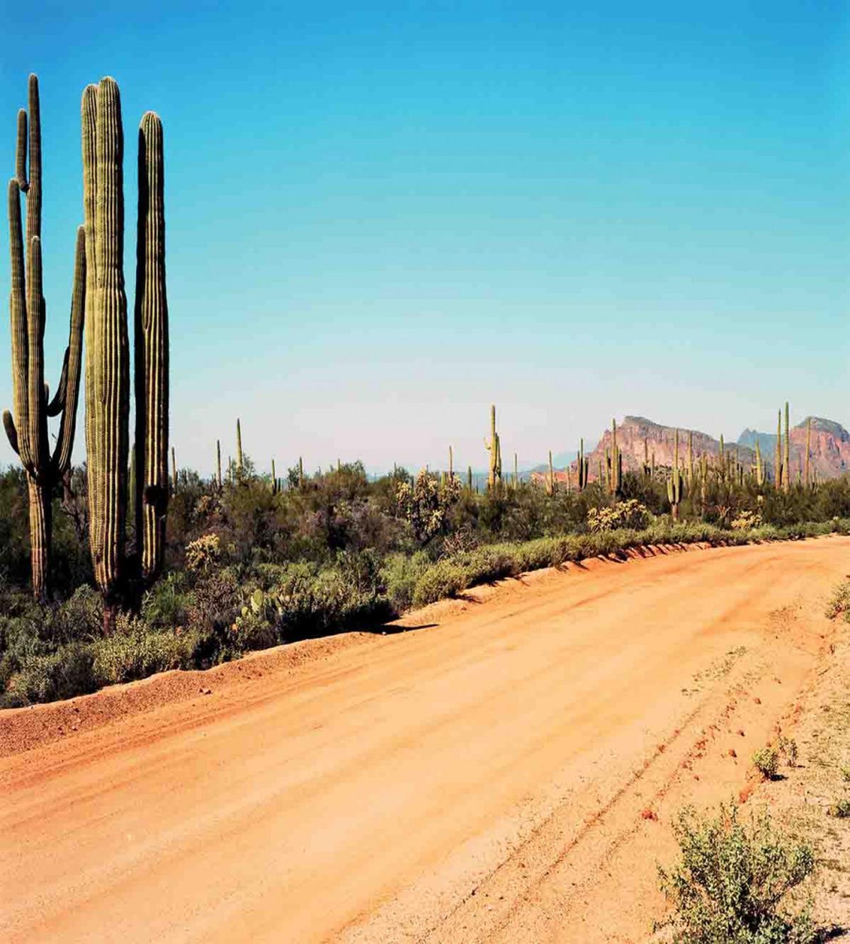 American Desert Cactus — Pattern