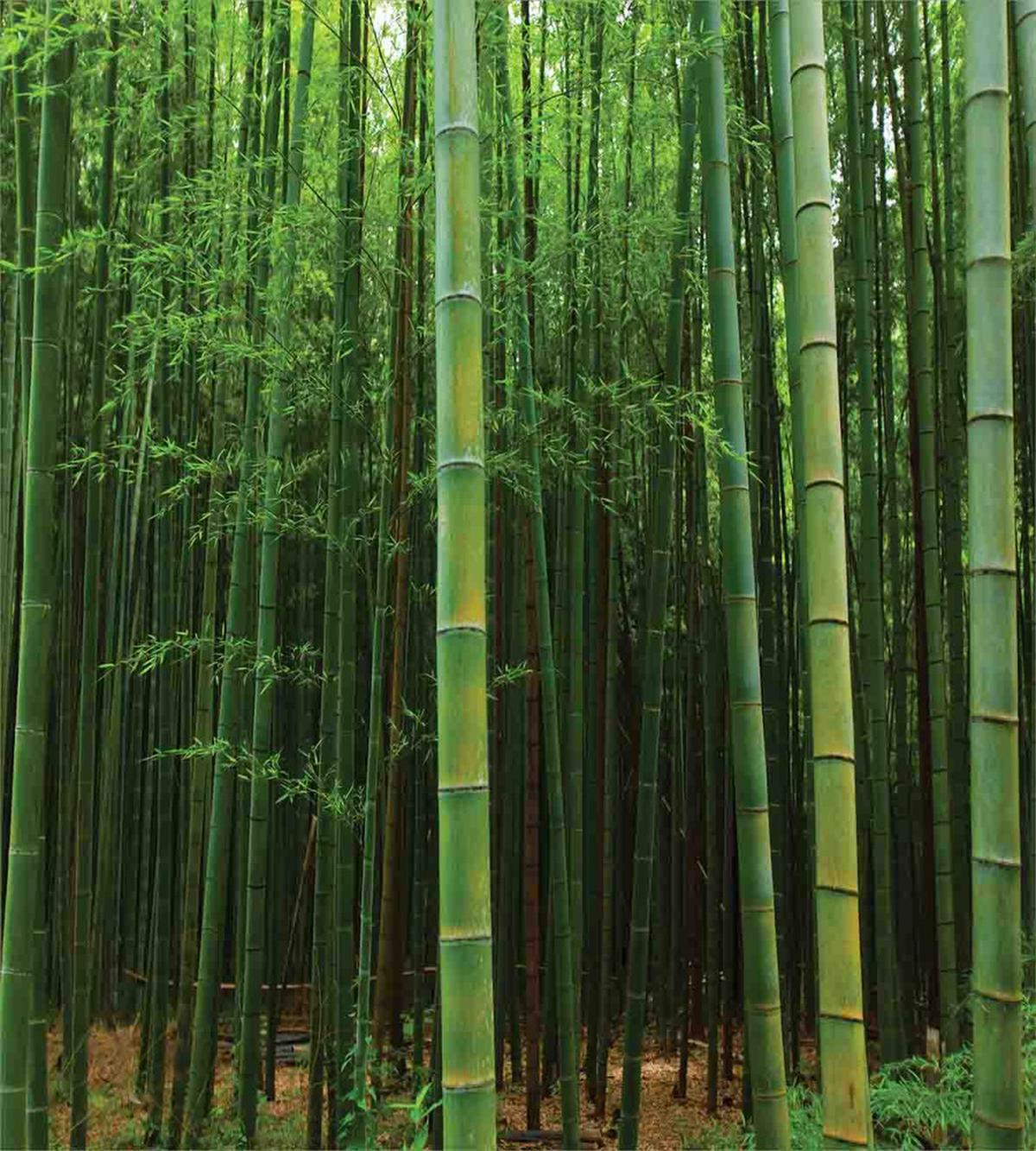 Exotic Bamboo Tree Forest — Pattern