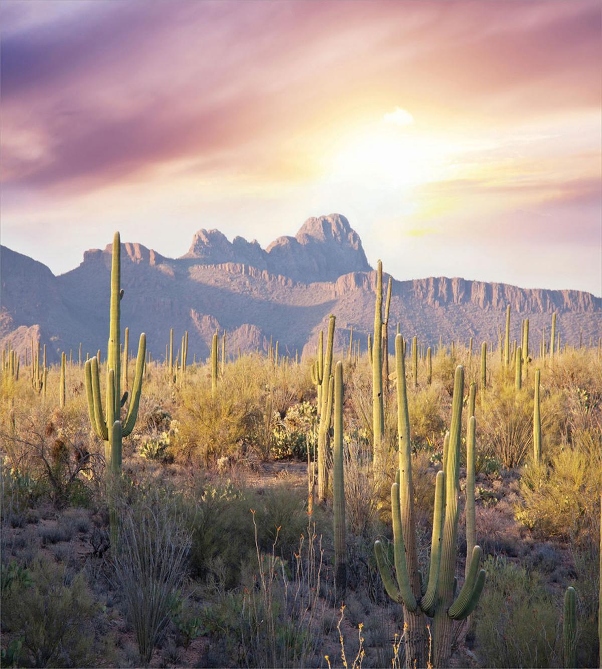 Saguaro Cactus and Mountain — Pattern