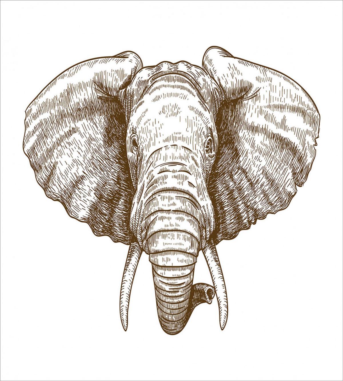 Animal Portrait — Pattern