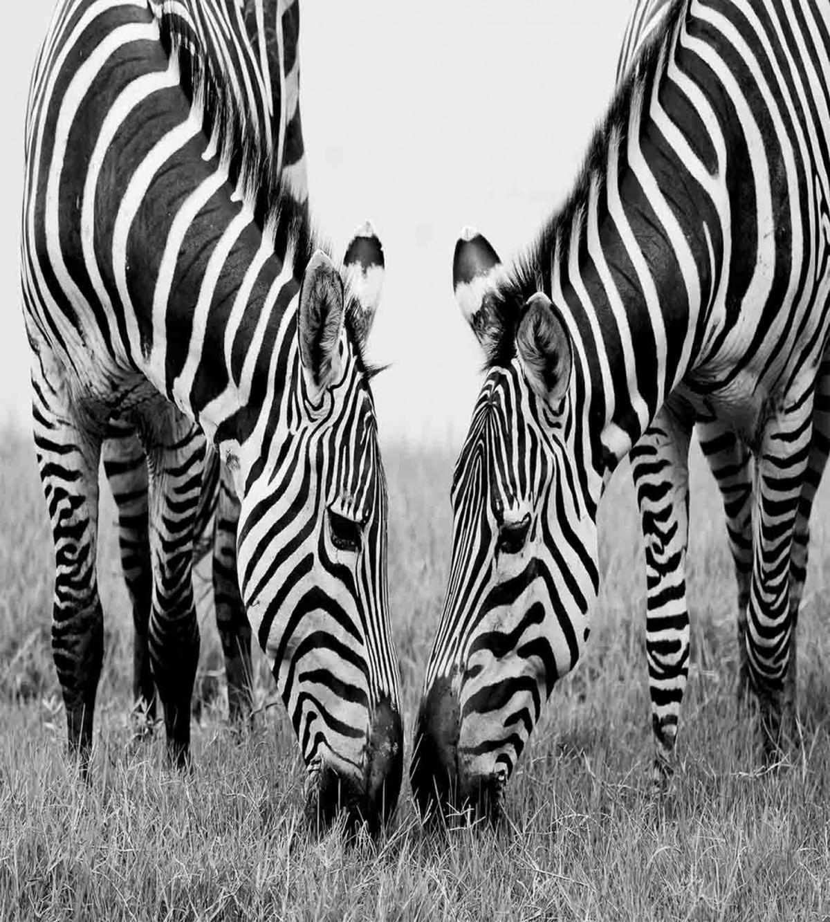 Wildlife Burchell — Pattern