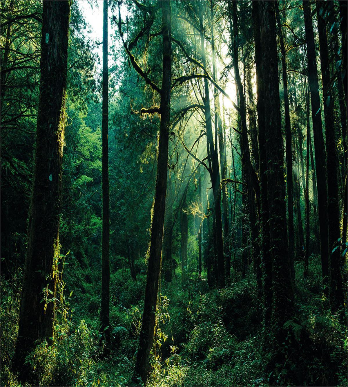 Sunset in Woods Trees — Pattern