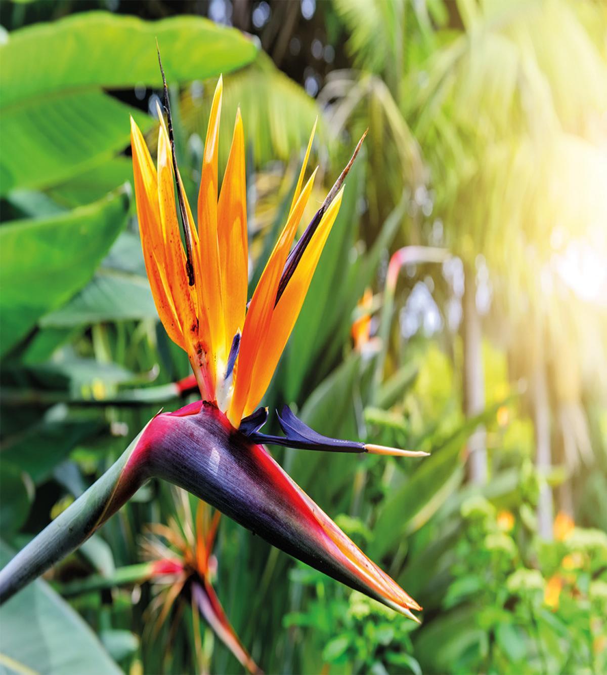 Bird of Paradise Flower — Pattern