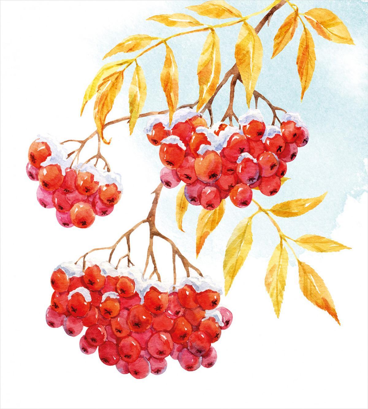 Ashberry in Snowy Winter — Pattern