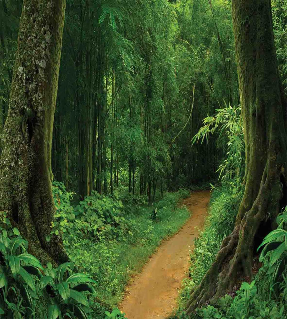 Jungle Forest Trees — Pattern